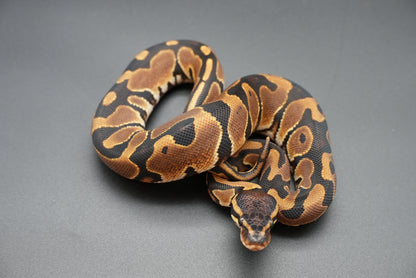 Female Pos het Pied, Pos YB, Pos HRA 24-8-6