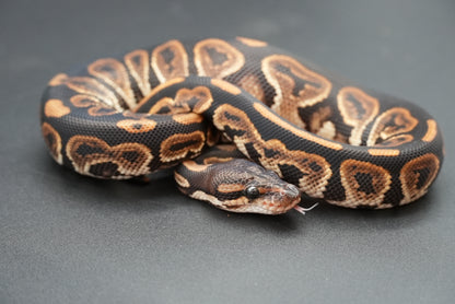 Female Black Pastel 24-10-5