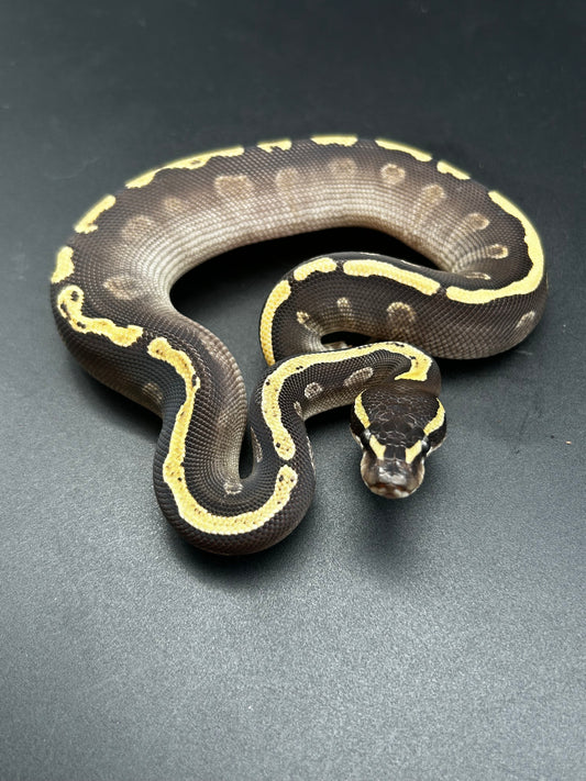 Male GHI Mojave Ball Python