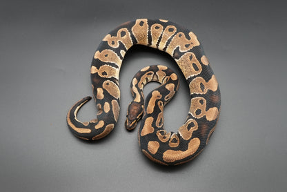 Female Het Sunset 23-8-3