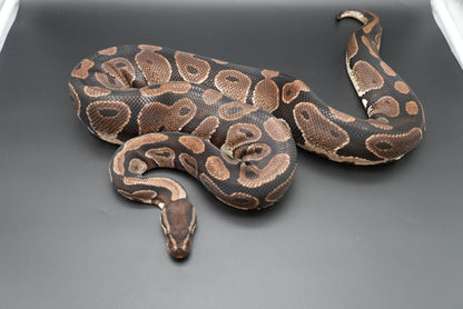Female Chocolate Proven Breeder BP-F-5