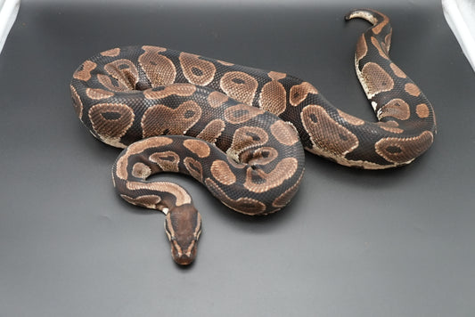 Female Chocolate Proven Breeder BP-F-5