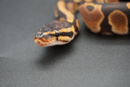 Female Pos het Pied, Pos YB, Pos HRA 24-8-6
