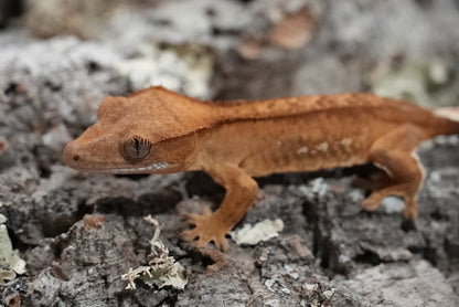 Red porthole crested gecko