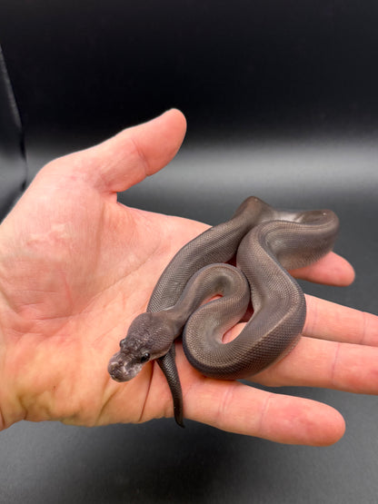 Female Super Cinnamon, Pos Het Pied, Pos Yellowbelly, Pos Het Red Axanthic