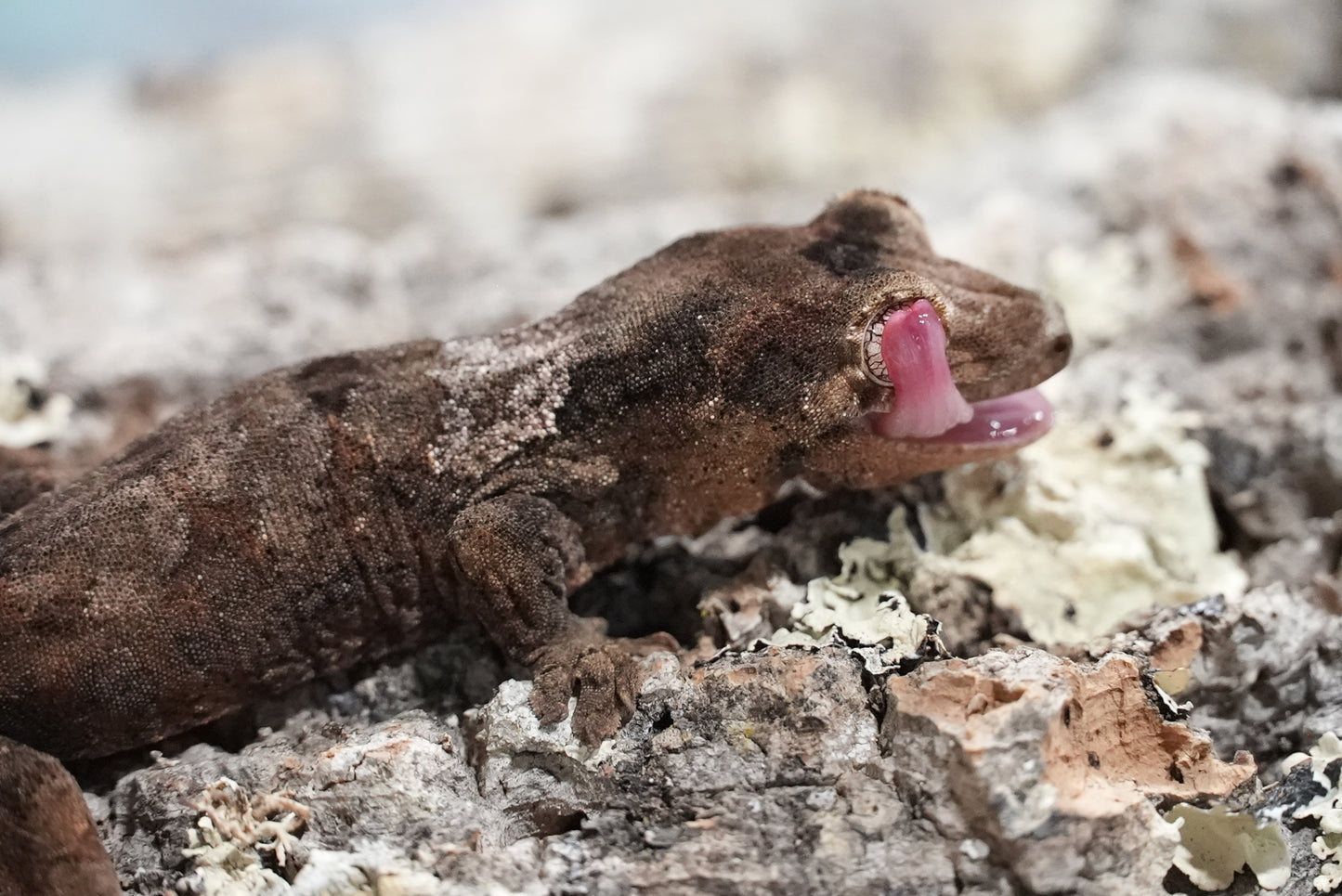 White collar chahoua gecko