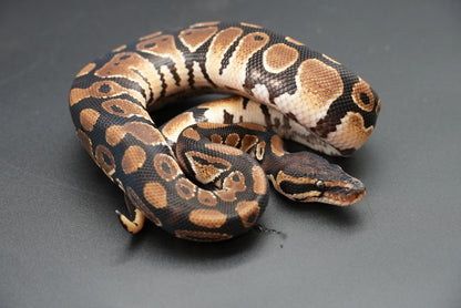 Male Normal 24-3-7