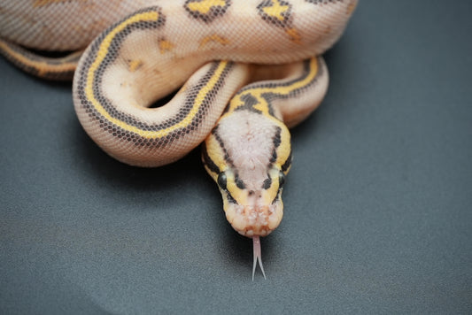 Female Pastel, Highway 24-9-2