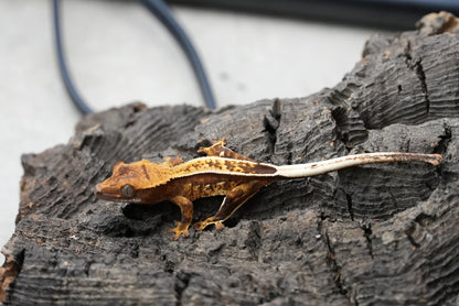 Crested gecko 25-3-1