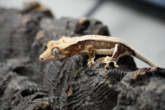 Crested gecko 25-2-2