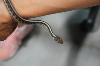 Adult proven California red sided garter pair