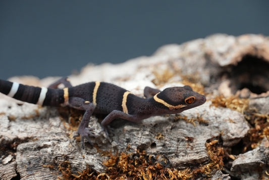 Chinese Cave Gecko