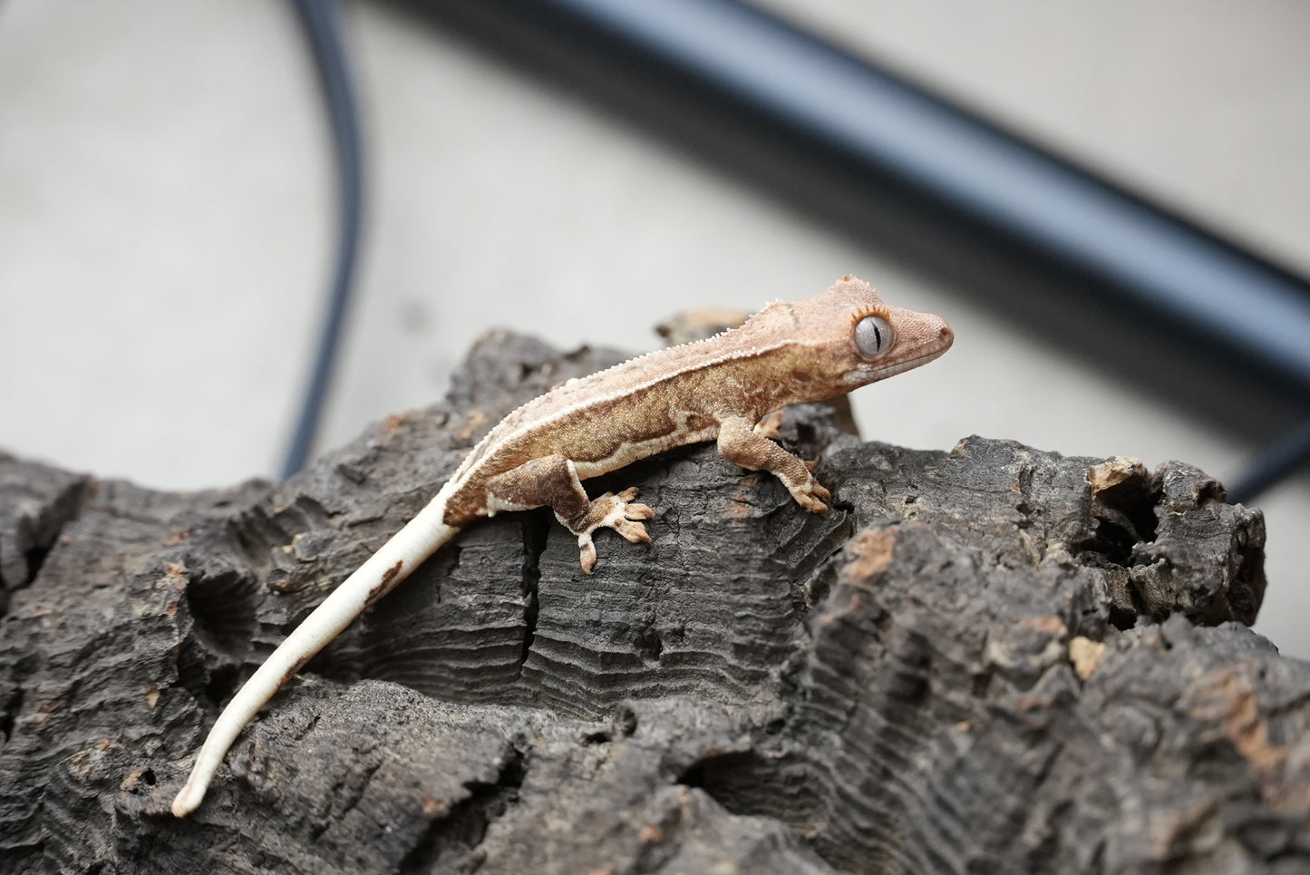 Crested gecko 25-4-2