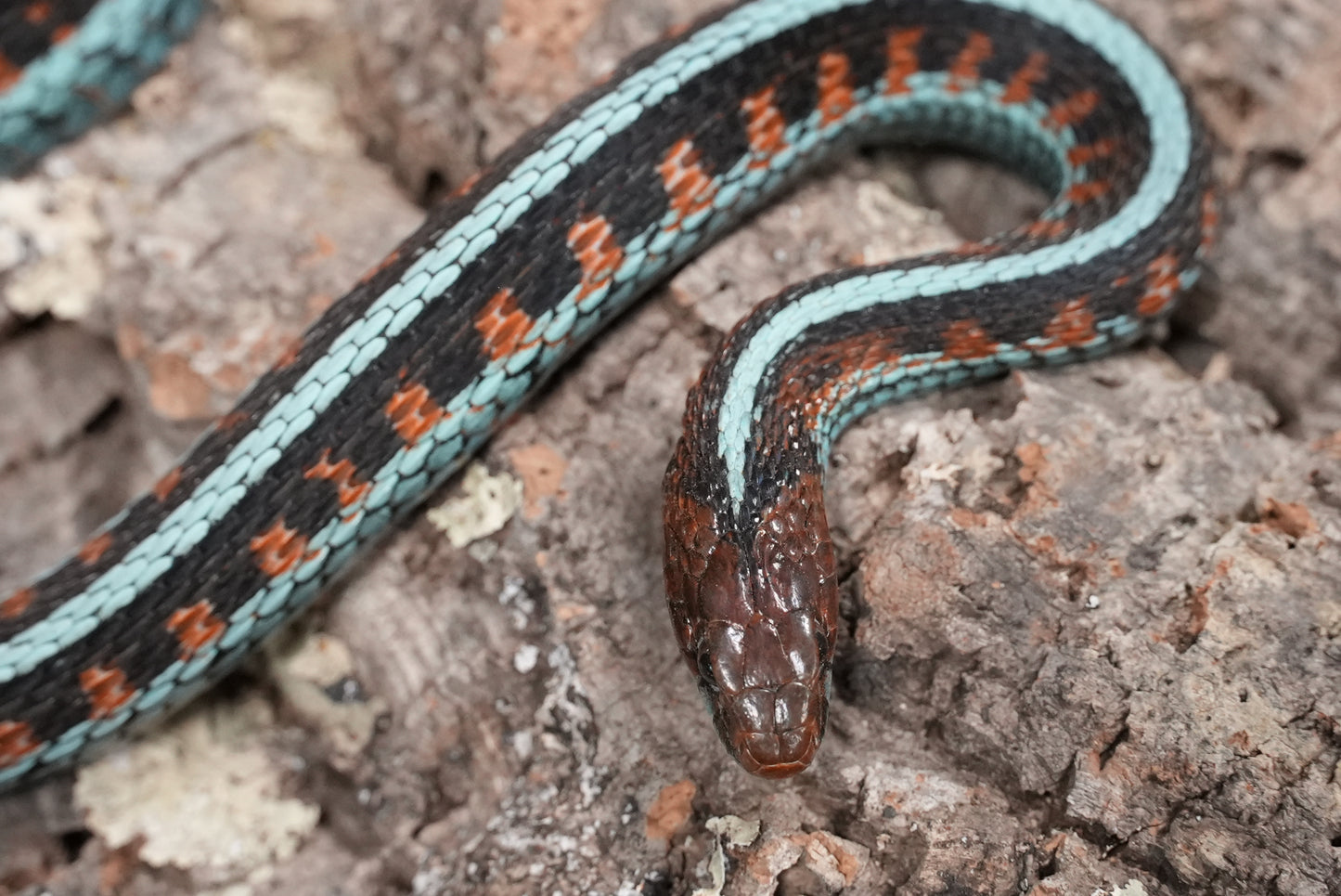 Adult proven California red sided garter pair