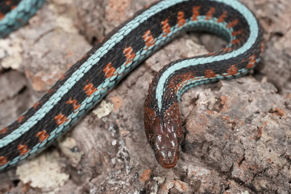 Adult proven California red sided garter pair