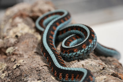 Adult proven California red sided garter pair