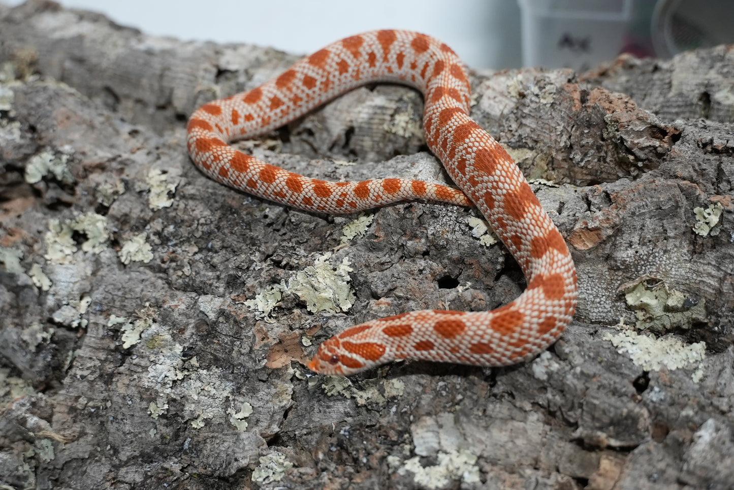 Subadult purple line albino conda pos het snow