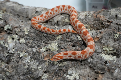 Subadult purple line albino conda pos het snow