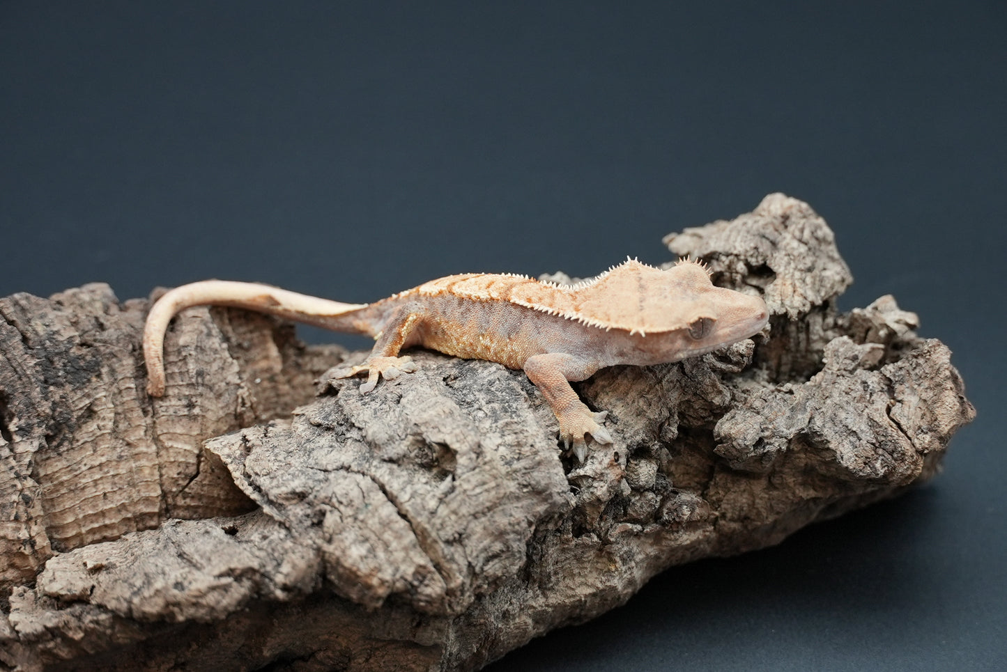 Crested gecko c61