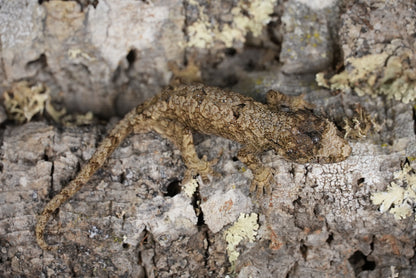 Chahoua gecko