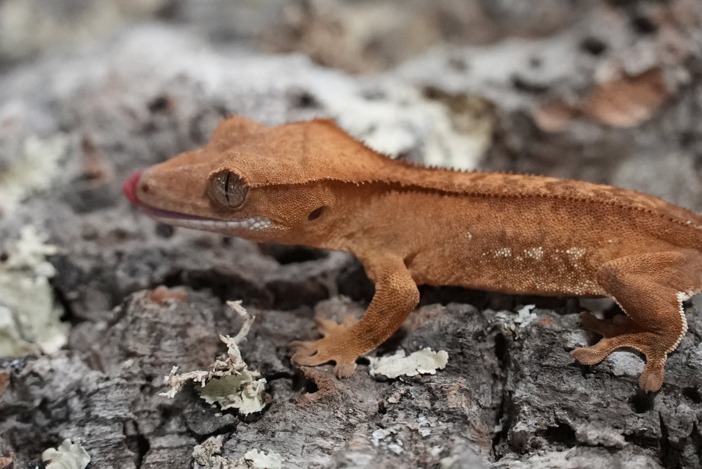 Red porthole crested gecko
