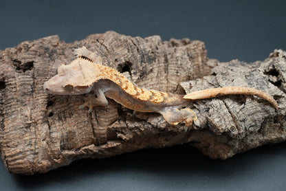 Crested gecko c51