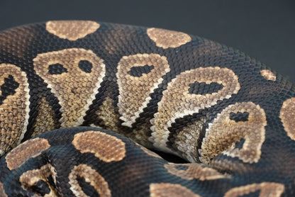 Male Black Head Het Clown BP-M-7