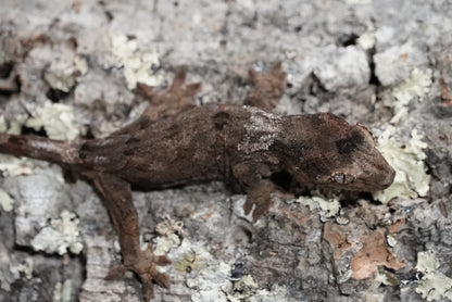 White collar chahoua gecko