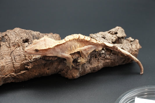 Crested gecko c29