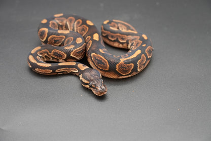 Male Black Pastel, HRA 24-10-3