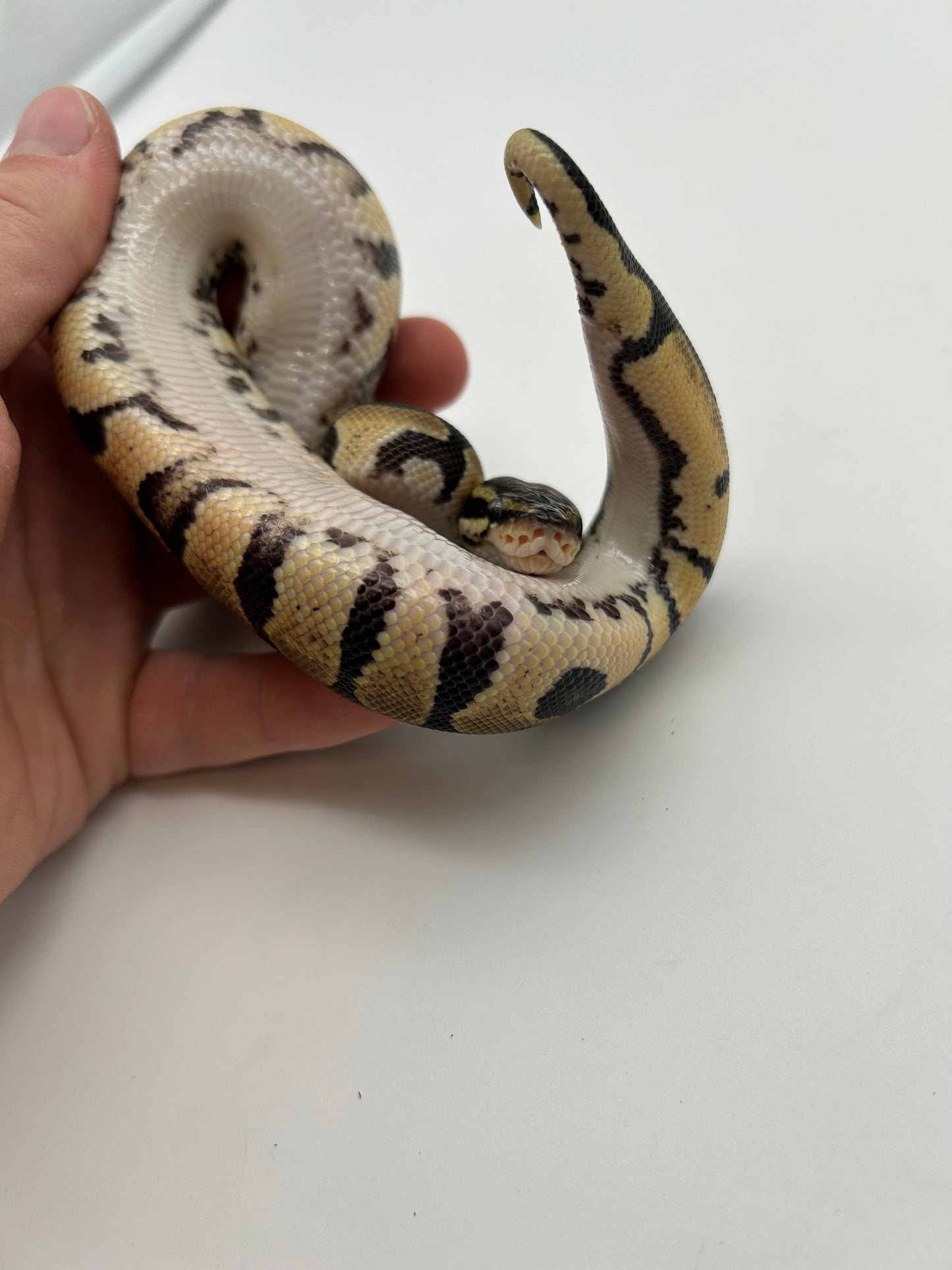 Male Pastel, Triple het VPI Axanthic Sunset Pied 23-15-6