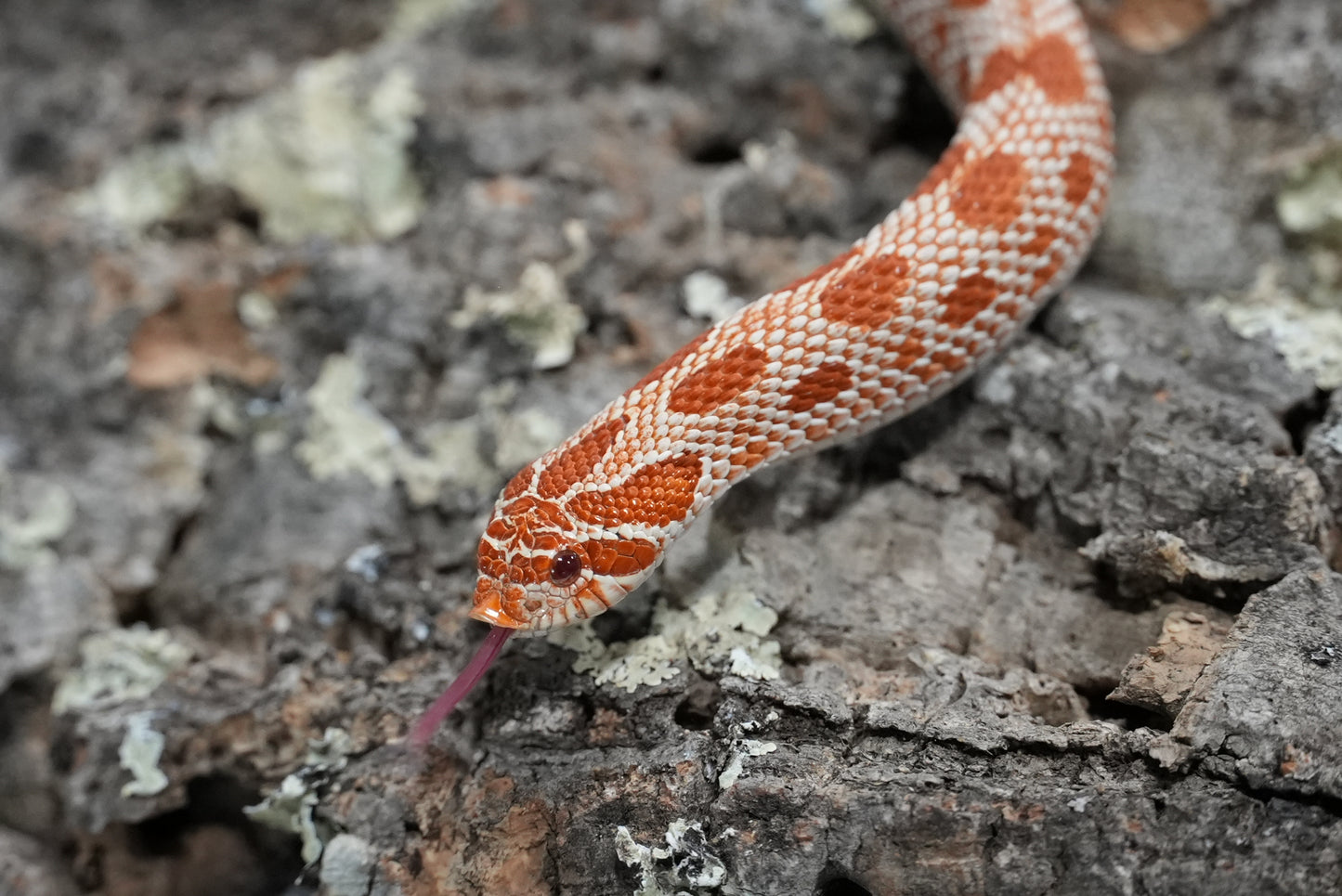 Subadult purple line albino conda pos het snow