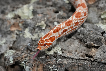 Subadult purple line albino conda pos het snow