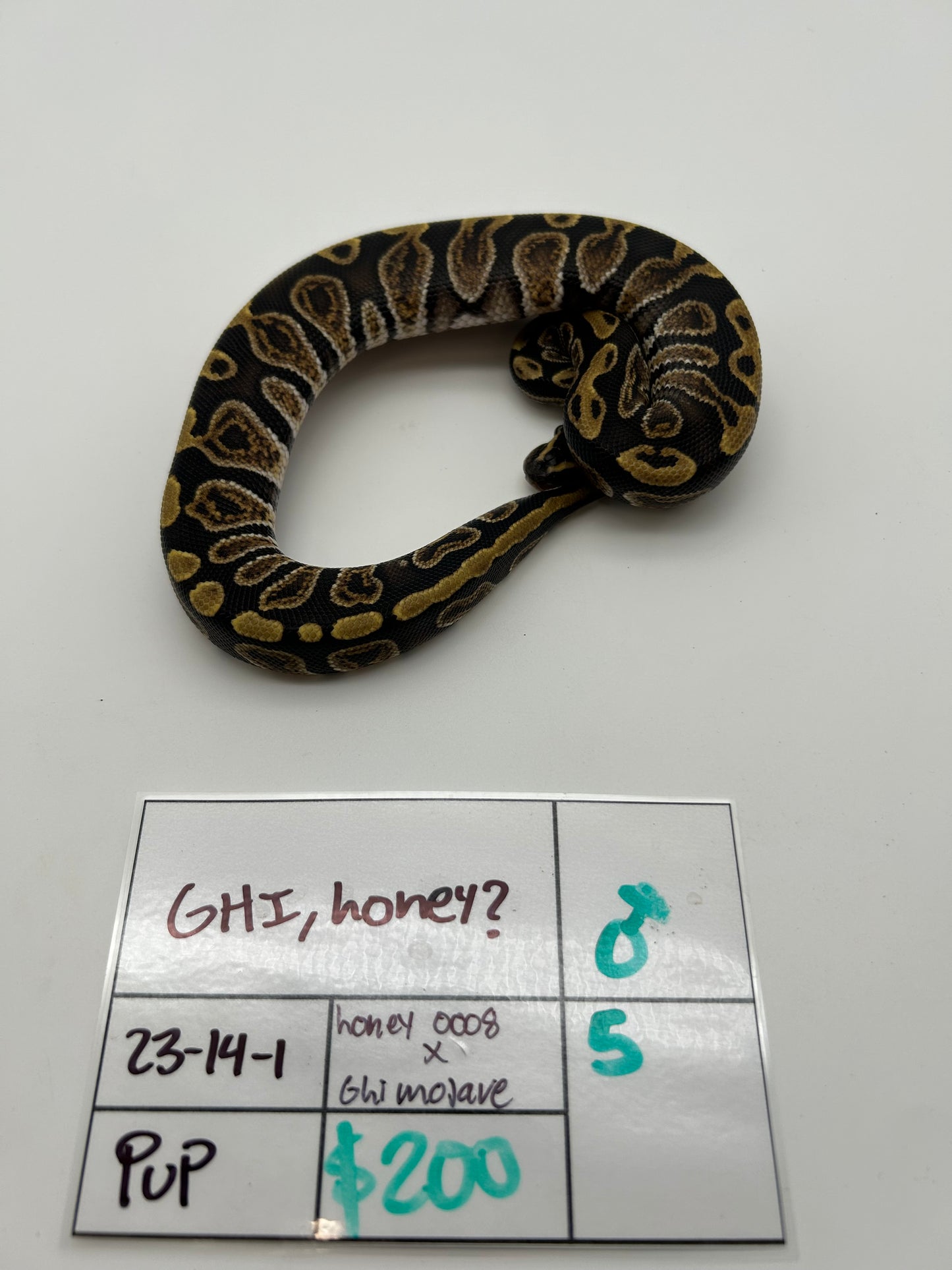 Male GHI, Honey 23-14-1