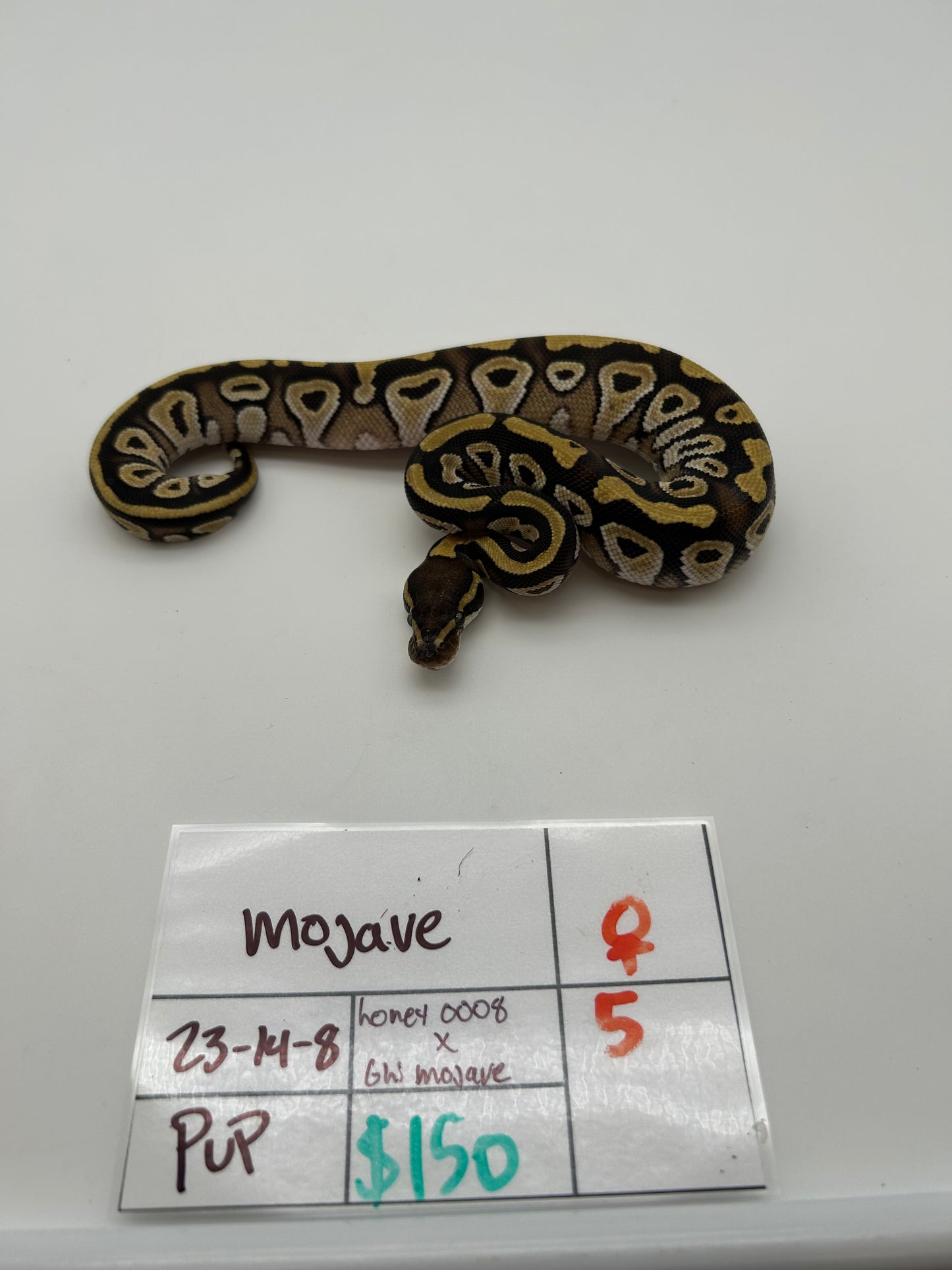 Female Mojave 23-14-8