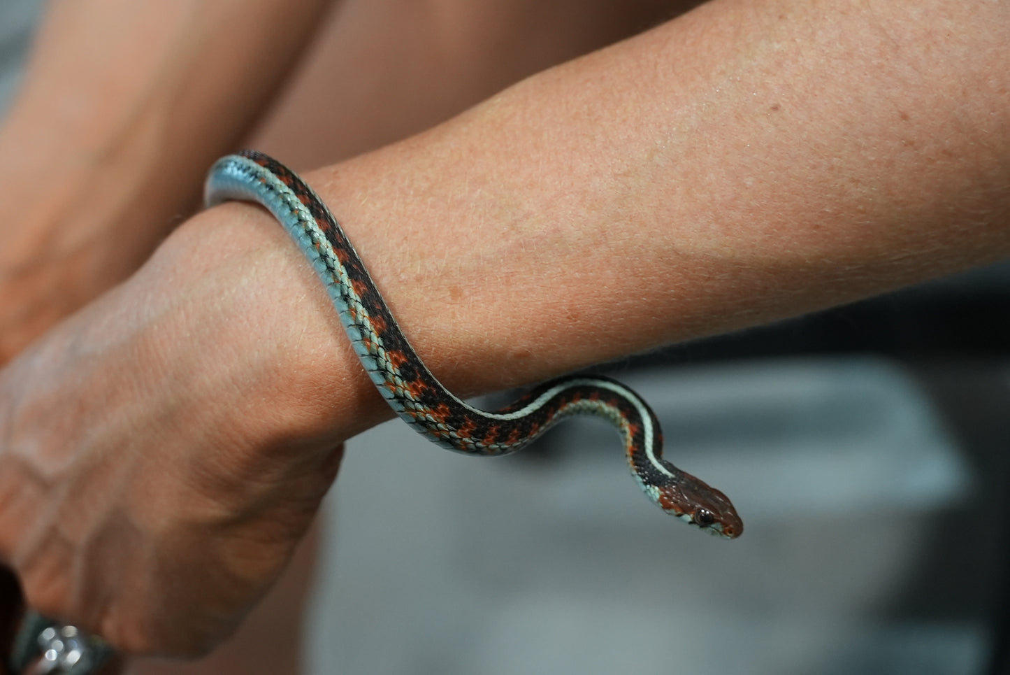Adult proven California red sided garter pair