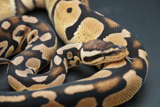 Female Pastel Het Sunset 23-8-1