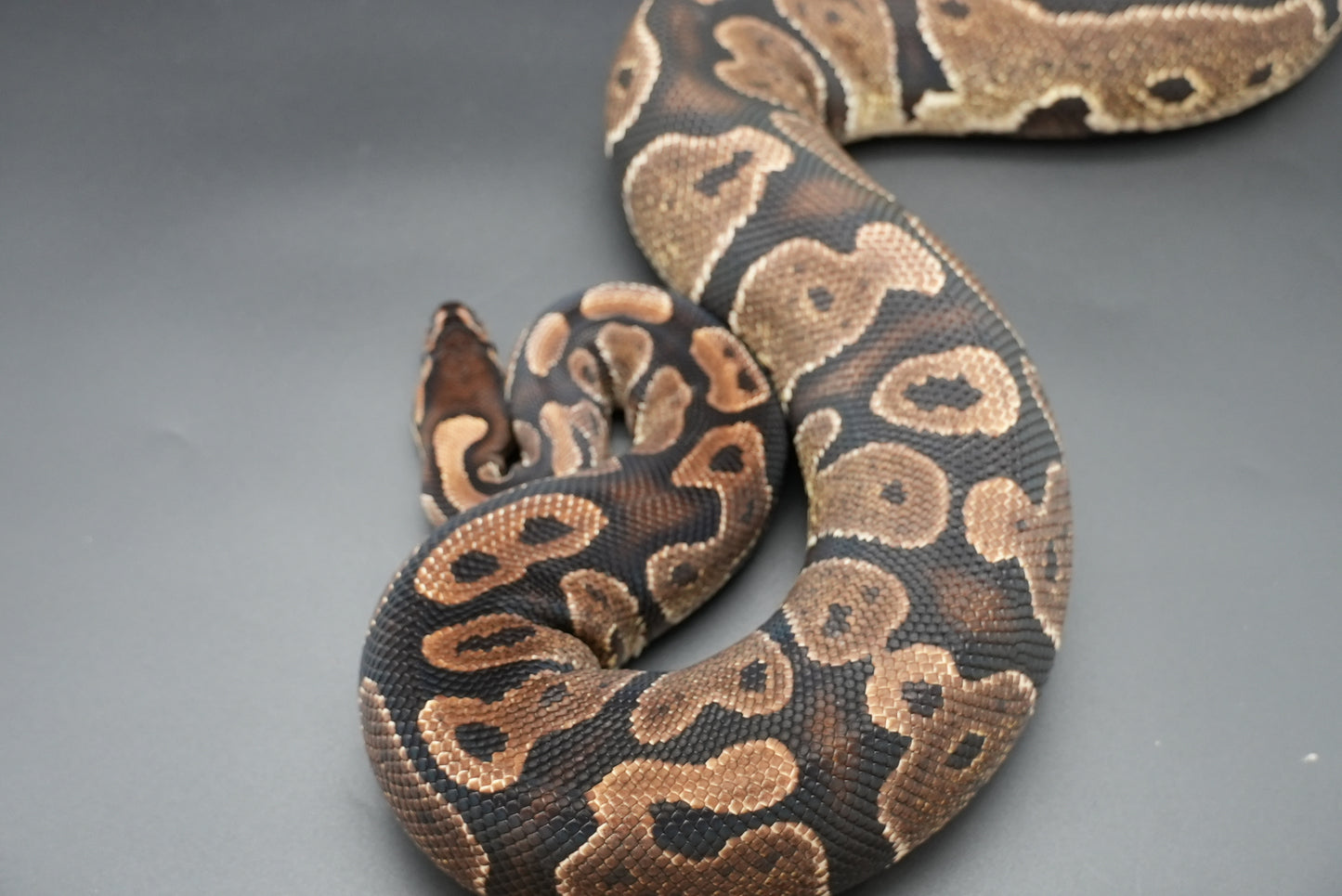Female Granite Het Pied