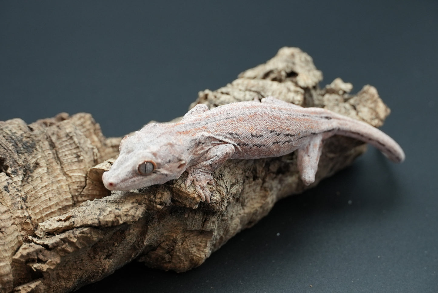 Gargoyle gecko “Java”