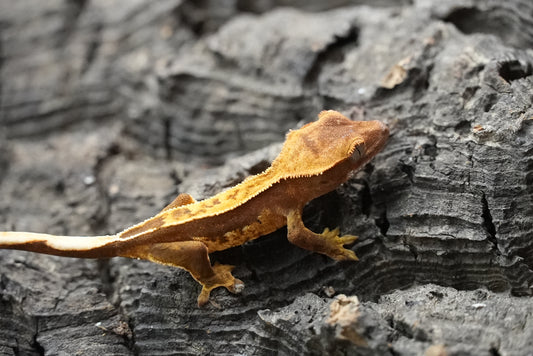 Crested gecko 25-5-1