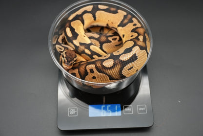 1.1 Possible Mandarin Het Sunset Pair
