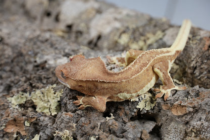 Red phantom lily white