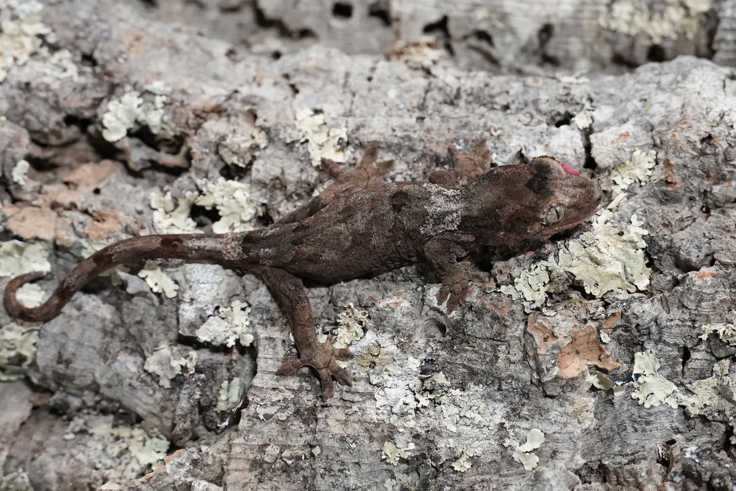 White collar chahoua gecko