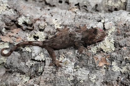 White collar chahoua gecko
