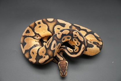 1.1 Possible Mandarin Het Sunset Pair