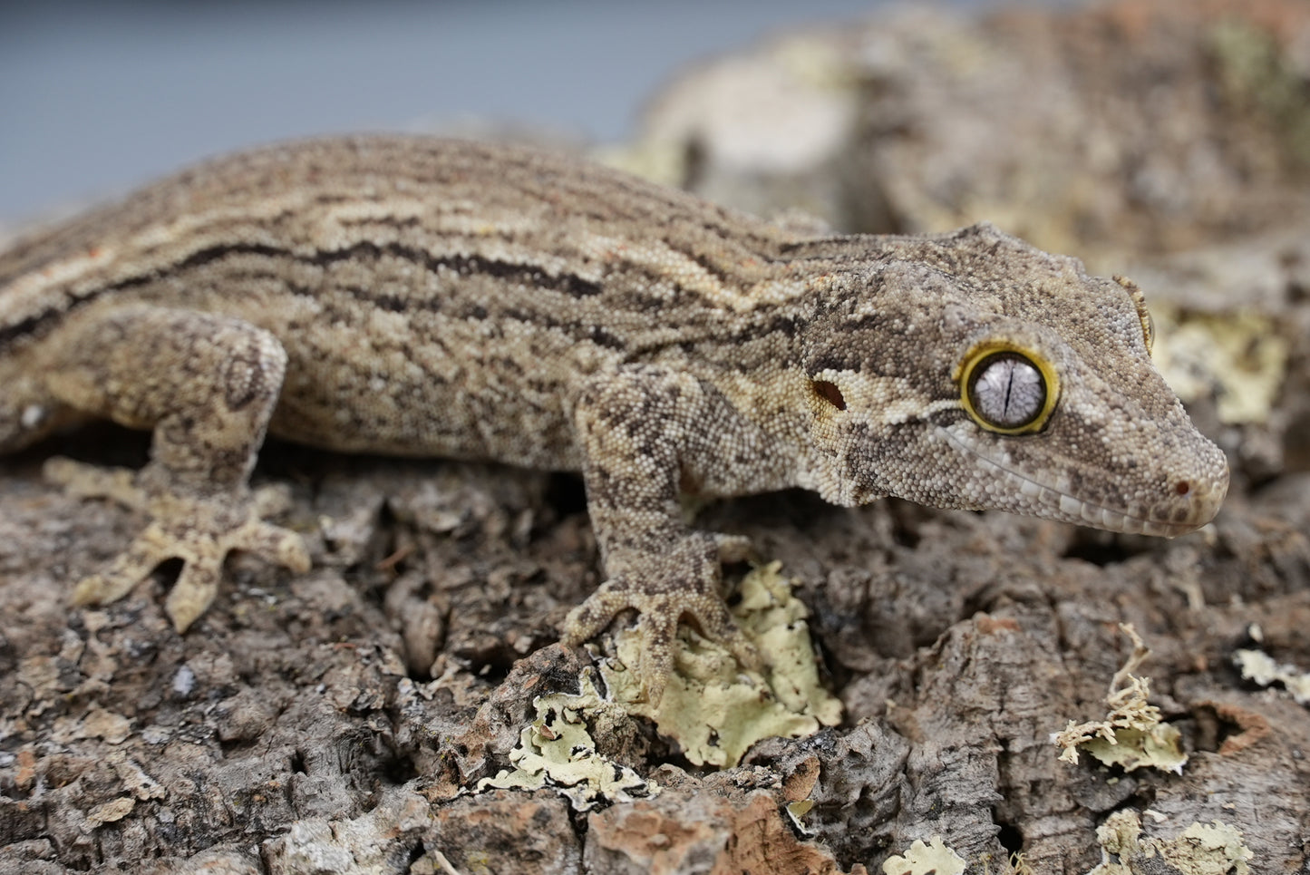 White stripe gargoyle gecko