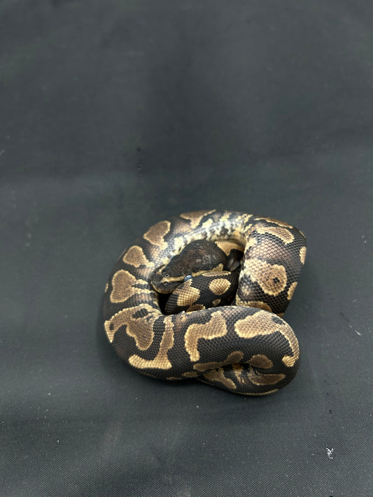 Male Yellowbelly, Het Pied