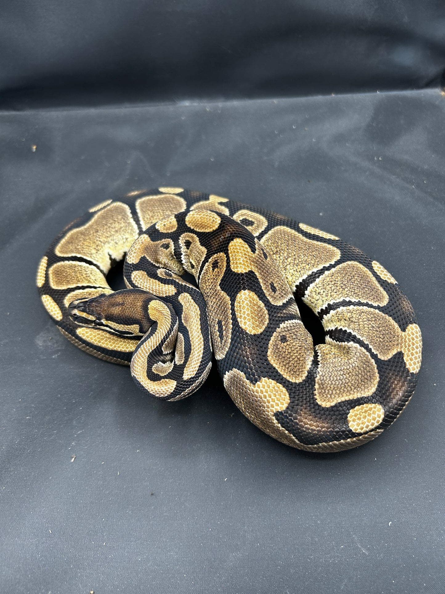 Female Het Pied