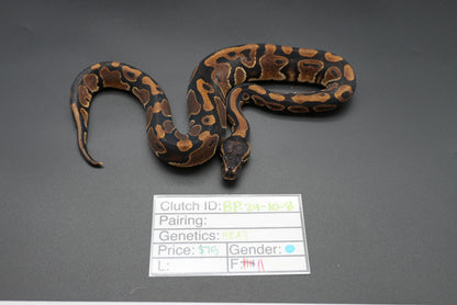 Male Possible HRA 24-10-8