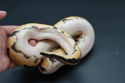 1.1 Possible Mandarin Het Sunset Pair